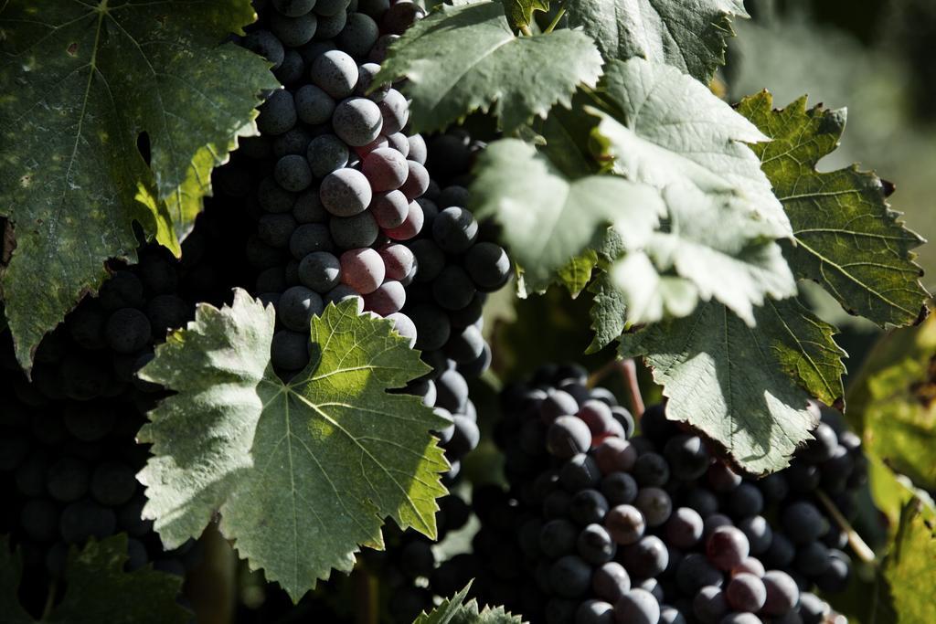 Tenuta Di Colle Alberti Agriturismo Villa Cerreto Guidi Luaran gambar