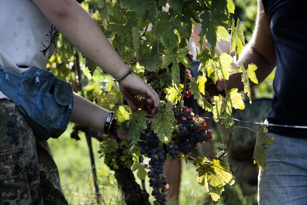 Tenuta Di Colle Alberti Agriturismo Villa Cerreto Guidi Luaran gambar