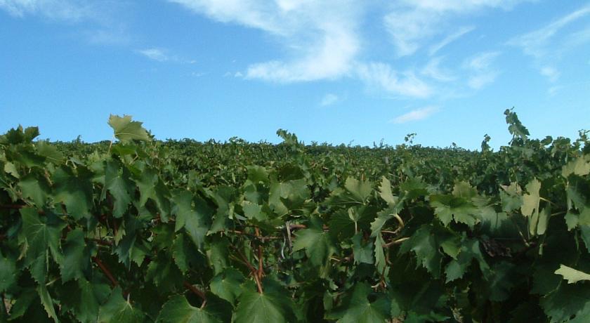 Tenuta Di Colle Alberti Agriturismo Villa Cerreto Guidi Luaran gambar